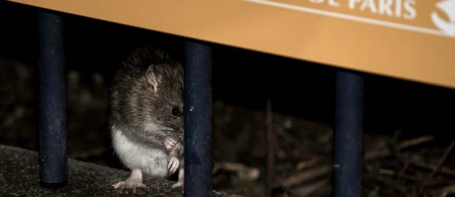 Cohabitation ou eradication: a Paris, le sort des rats divise les elus