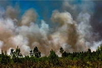 Un feu de forêt à Landiras, en Gironde, le 16 juillet.
