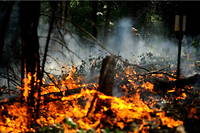 Le « Oak Fire » en Californie a brûlé 7 000 hectares de végétation et continue de s'étendre.
