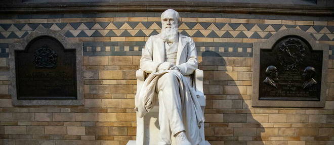 Charles Darwin, statue du musee d'histoire naturelle de Londres.
