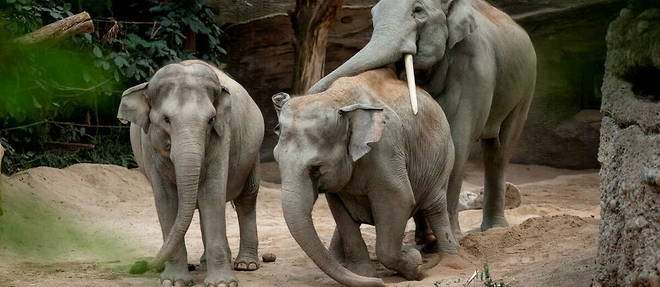 Trois des huit elephants d'Aise du zoo de Zurich sont morts.
