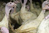 Grippe aviaire: un cas d&eacute;tect&eacute; dans un &eacute;levage de dindes de la Somme