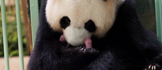 Le panda An An s'est eteint a l'age de 35 ans. (Photo d'illustration).
