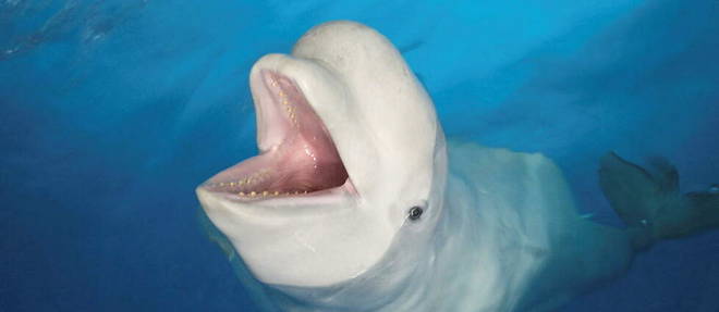 Un beluga est actuellement en train de nager dans la Seine, a annonce jeudi la prefecture de l'Eure. (image d'illustration)
