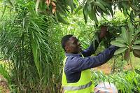 Limiter la coupe et replanter: le d&eacute;fi du Togo o&ugrave; pauvret&eacute; rime avec d&eacute;forestation