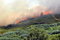 Les incendies ont ravagé 47 361 hectares de forêt en France depuis le début de l'année.
