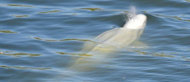 Le beluga egare dans la Seine refuse de s'alimenter
