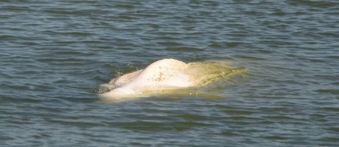 Beluga dans la Seine: des vitamines vont etre administrees au cetace