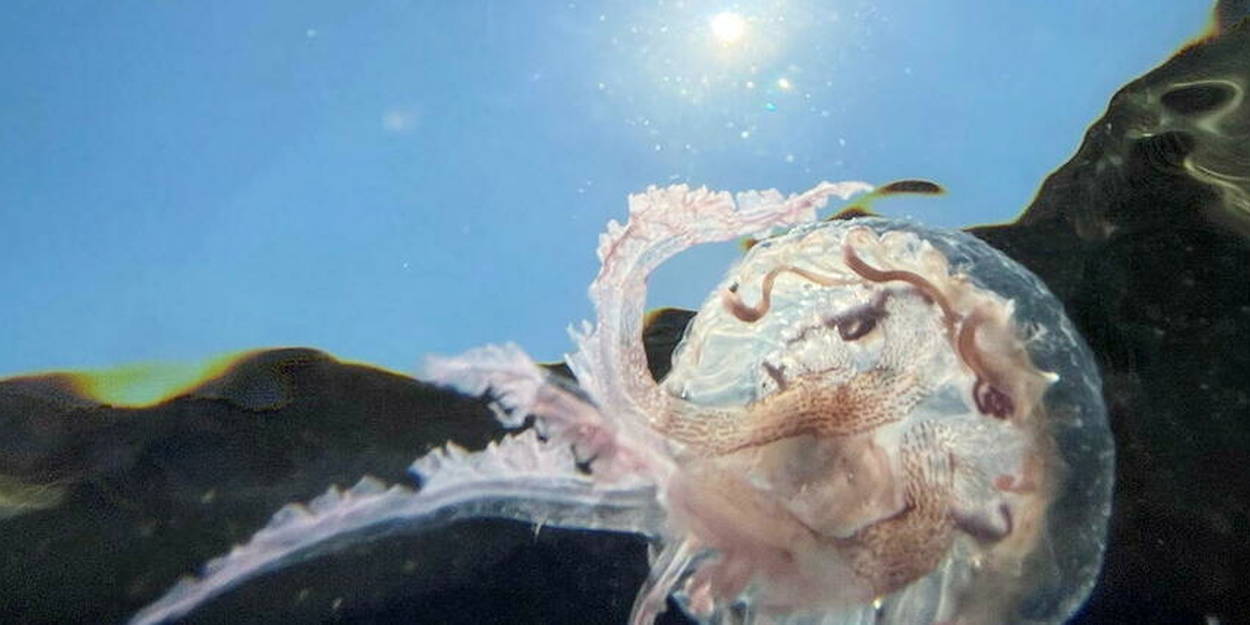 Marseille. Pourquoi les méduses ont-elles envahi les côtes de la  Méditerranée ? - Office de la Mer