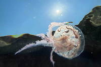 Les méduses font leur grand retour sur les plages du littoral français principalement en Méditerranée. 
