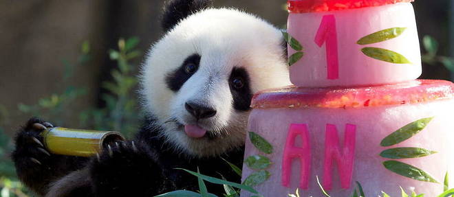 Huanlili, l'un des deux pandas du zoo de Beauval, vient de feter ses 1 an. Il est temps de leur dire la verite.
