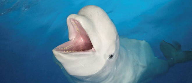 Le beluga apparu dans la Seine refuse de se nourrir.
