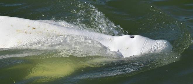 Les espoirs de sauver le beluga egare dans la Seine s'amenuisent