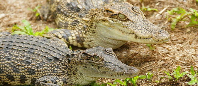En tout, il resterait environ 200 crocodiles du Siam dans la nature.
