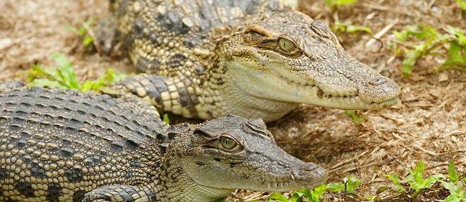 En tout, il resterait environ 200 crocodiles du Siam dans la nature.
