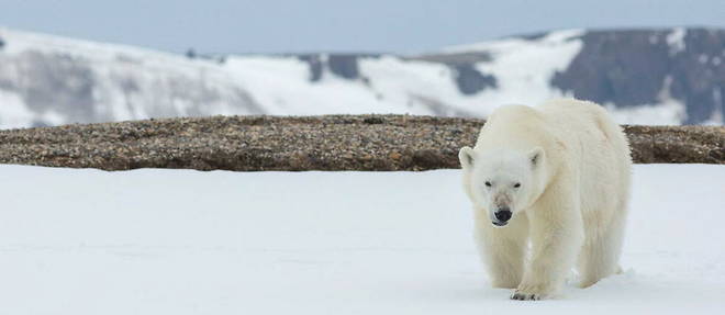 L'ours polaire a ete localise par les autorites qui, en raison de l'ampleur de ses blessures, l'ont acheve.
