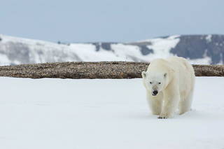 L'ours polaire a été localisé par les autorités qui, en raison de l'ampleur de ses blessures, l'ont achevé.
