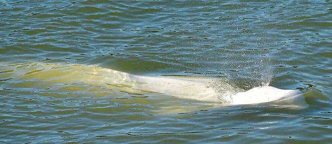 Les espoirs de sauvetage du beluga coince dans la Seine s'amenuisent.
