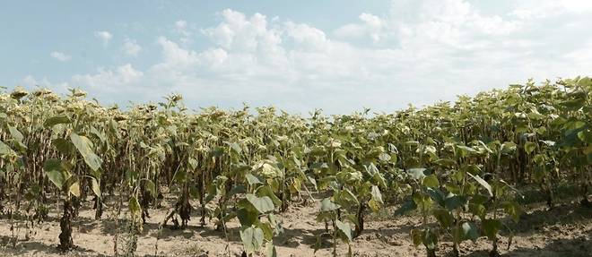 Secheresse : en Nouvelle-Aquitaine, des tournesols carbonises et des agriculteurs inquiets
