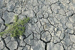 Les deux départements de Corse ont été placés en niveau d’alerte sécheresse renforcée par les services de l’État.

