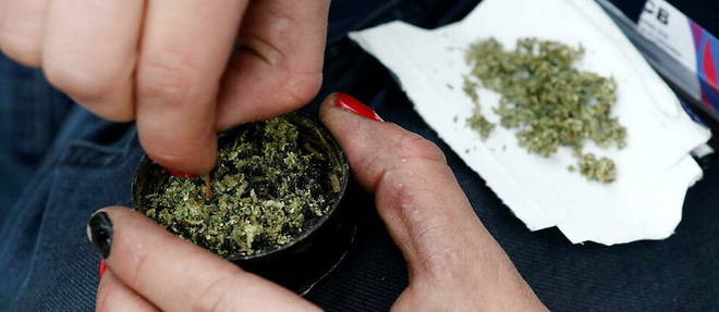 31 senateurs socialistes demandent la legalisation du cannabis.

