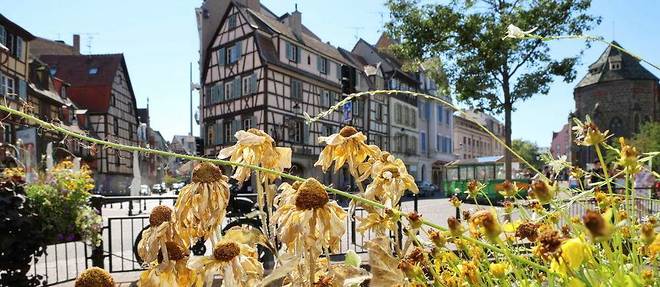 Depuis le début de la saison estivale, les fleurs de la ville de Colmar souffrent.
