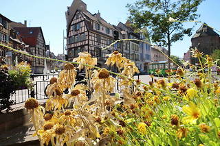 Depuis le début de la saison estivale, les fleurs de la ville de Colmar souffrent.

