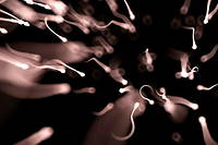 Le microbiote spermatique est encore tres peu connu malgre son impact sur la fertilite masculine.
