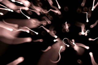 Le microbiote spermatique est encore très peu connu malgré son impact sur la fertilité masculine. 
