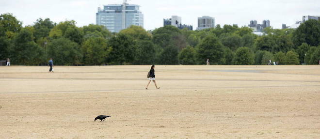 Dans un parc a Londres, le 2 aout 2022. 

