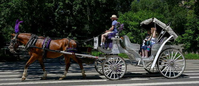Les caleches touristiques font polemique aux Etats-Unis depuis le malaise d'un cheval en pleine rue. (Photo d'illustration)

