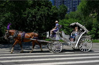 Les calèches touristiques font polémique aux États-Unis depuis le malaise d'un cheval en pleine rue. (Photo d'illustration)
