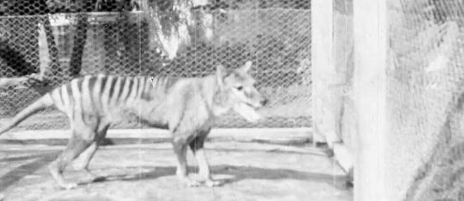 Le dernier tigre de Tasmanie est mort en 1935 dans un zoo australien.
