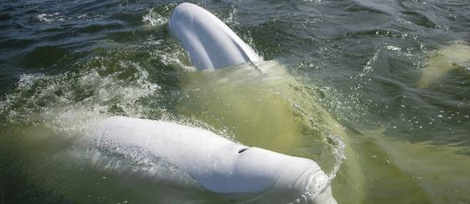 Au Canada, la baie d'Hudson, refuge estival pour des milliers de belugas