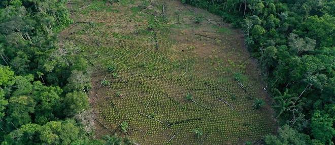 La Colombie propose un fonds international pour que les paysans protegent l'Amazonie
