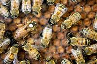 Le dioxyde de soufre autoris&eacute; temporairement contre le col&eacute;opt&egrave;re des ruches