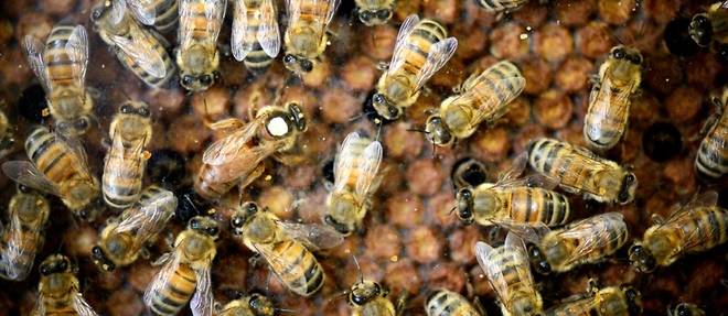 Le dioxyde de soufre autorise temporairement contre le coleoptere des ruches