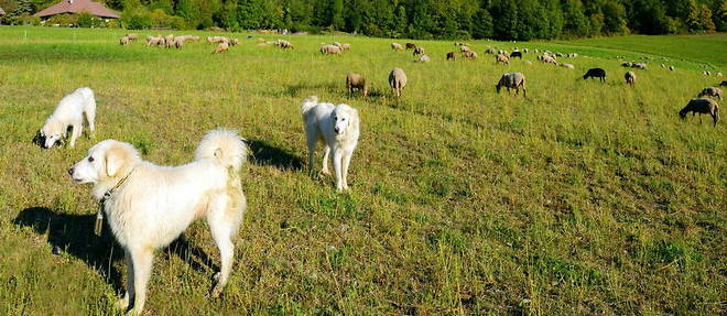 Des patous surveillent un troupeau de brebis dans le massif du Vercors. Contrairement aux chiens de berger, ces chiens de protection travaillent de facon autonome, sans la presence obligatoire de l'homme.
