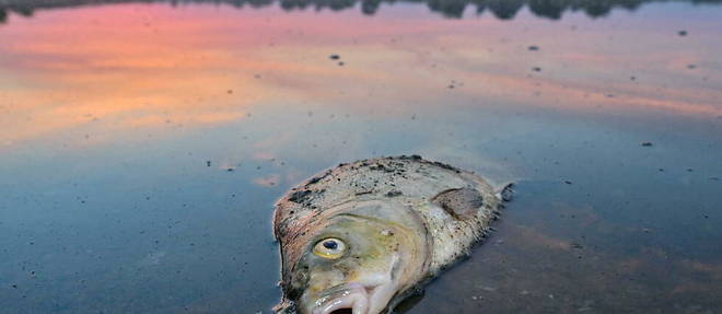 Le fleuve asseche a laisse de nombreux cadavres de poissons.
