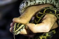 En Floride, la chasse aux pythons birmans pour aider l'&eacute;cosyst&egrave;me mais aussi la sant&eacute; mentale