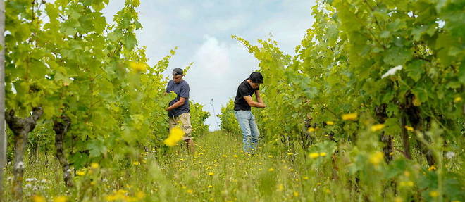 Les vins nature utilisent forcement des raisins bio.
