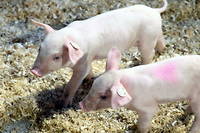 La peste porcine africaine progresse &laquo;&nbsp;&agrave; un rythme alarmant &raquo; en Europe