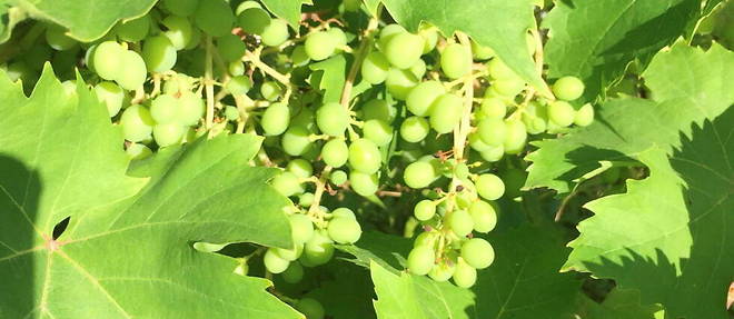 Grappes de raisins verts.
