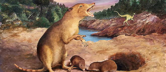 Representation artistique de Brasilodon quadrangularis, le plus ancien mammifere jamais identifie.  
 

