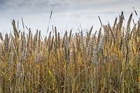 « La France continue de transformer chaque année 720 000 tonnes de blé en éthanol destiné à son parc automobile. Cela représente l’équivalent de 9,2 millions de baguettes par jour », estime l'ONG Transport & Environnement.
