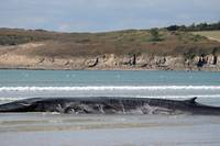 Une nouvelle baleine s'&eacute;choue sur une plage du Finist&egrave;re
