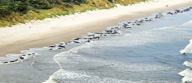 230 individus se sont echoues sur une plage de Tasmanie.
