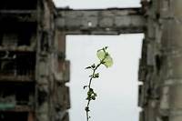 Une fleur repousse au pied d'immeubles détruits dans la ville de Marioupol, détruite au début de l'offensive russe en Ukraine. 
