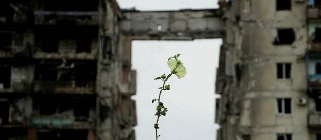 Une fleur repousse au pied d'immeubles detruits dans la ville de Marioupol, detruite au debut de l'offensive russe en Ukraine.
