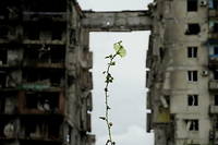 Une fleur repousse au pied d'immeubles detruits dans la ville de Marioupol, detruite au debut de l'offensive russe en Ukraine.
